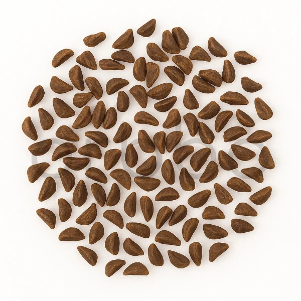 Peganum Harmala | Syrian Rue Seeds